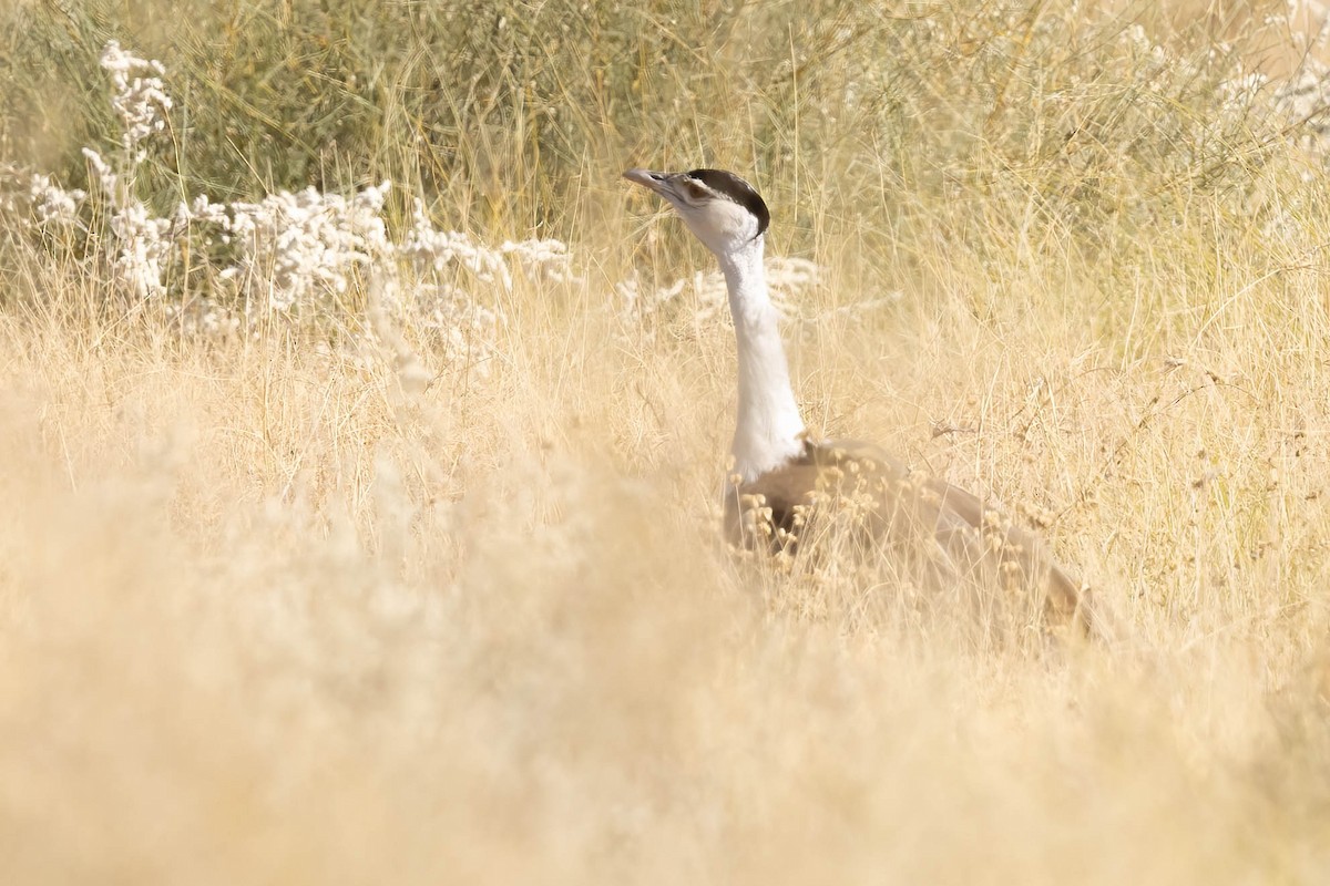 Great Indian Bustard - ML646688929