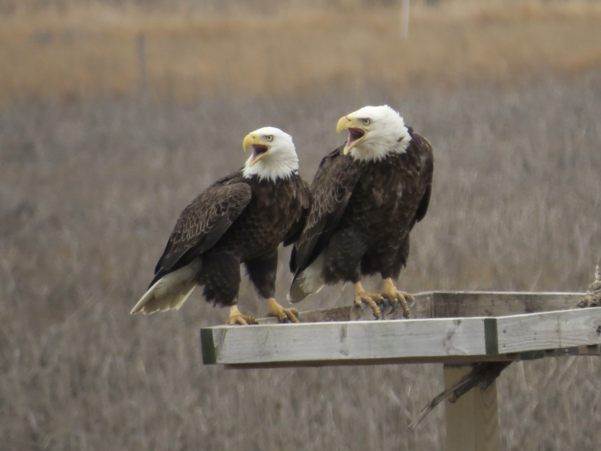 Ak Başlı Kartal - ML646688936