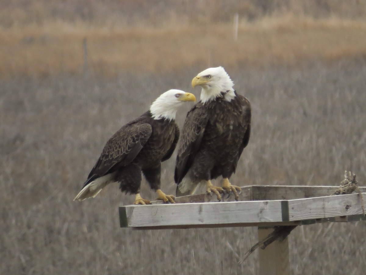 Ak Başlı Kartal - ML646688937