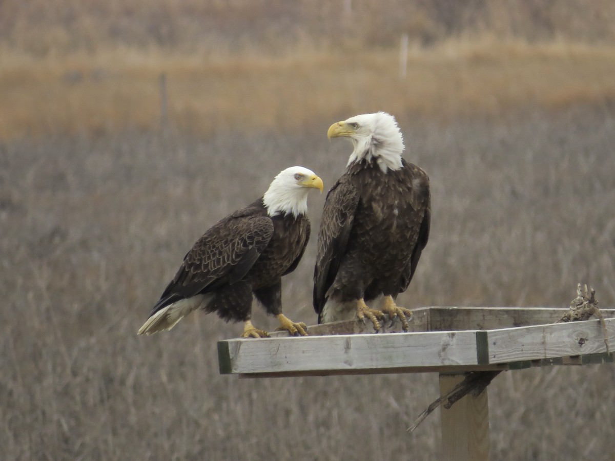 Ak Başlı Kartal - ML646688938