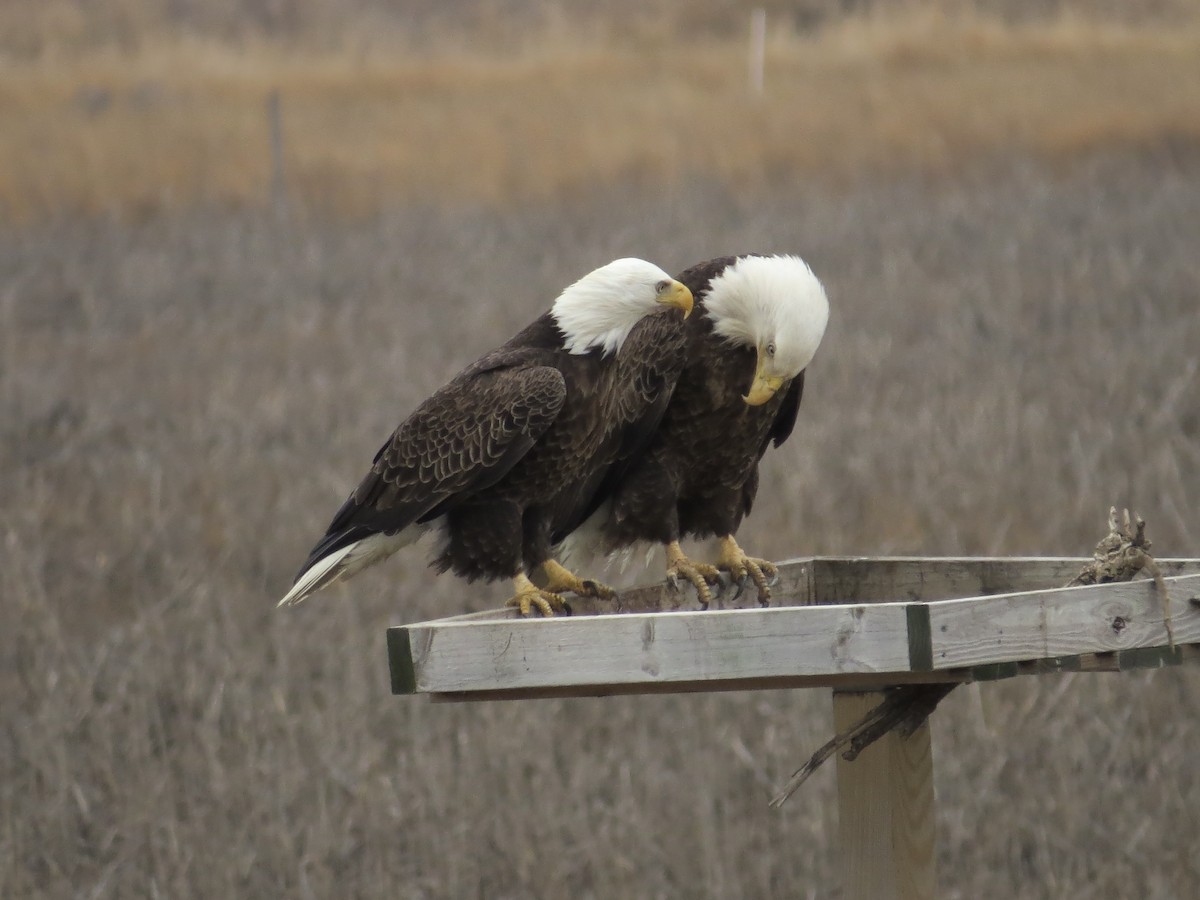 Ak Başlı Kartal - ML646688939