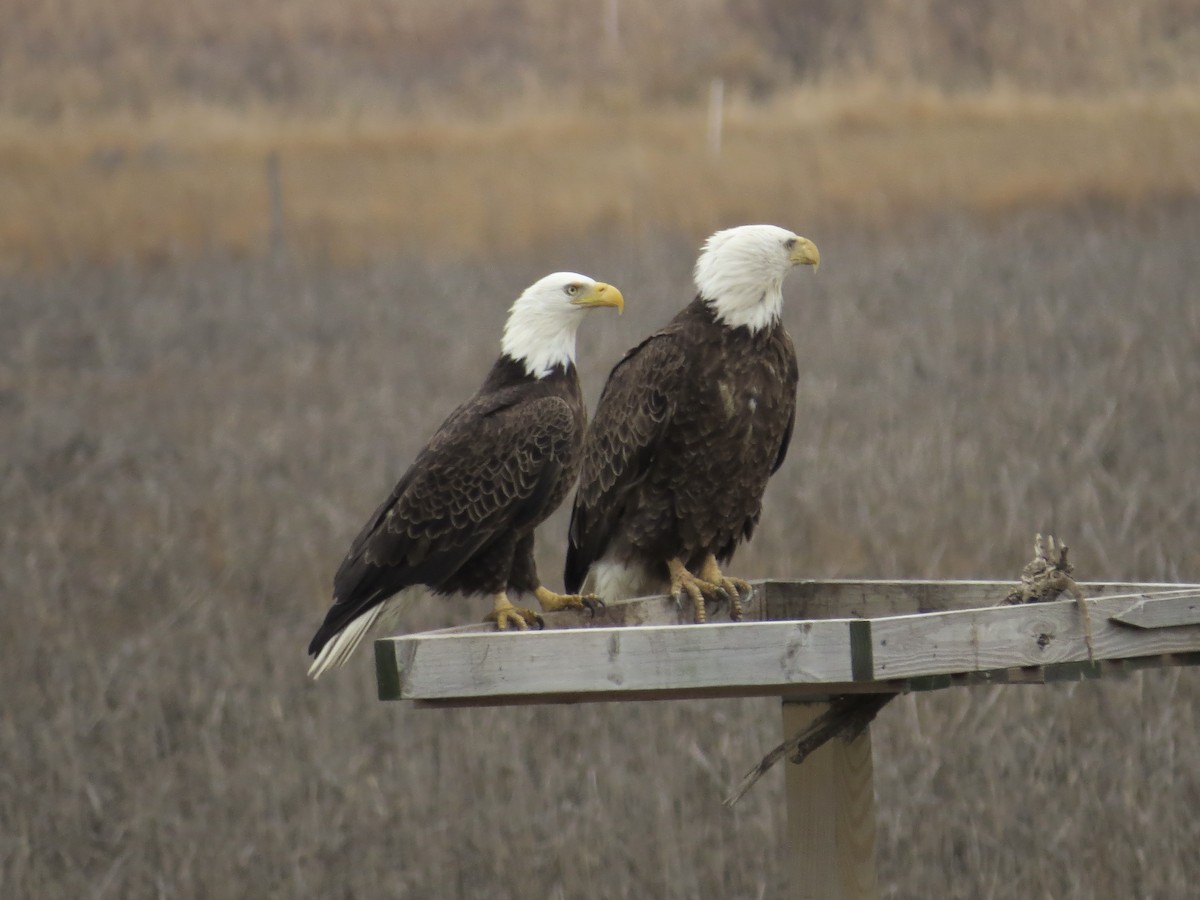 Ak Başlı Kartal - ML646688940