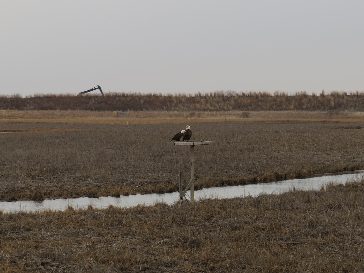 Ak Başlı Kartal - ML646688941