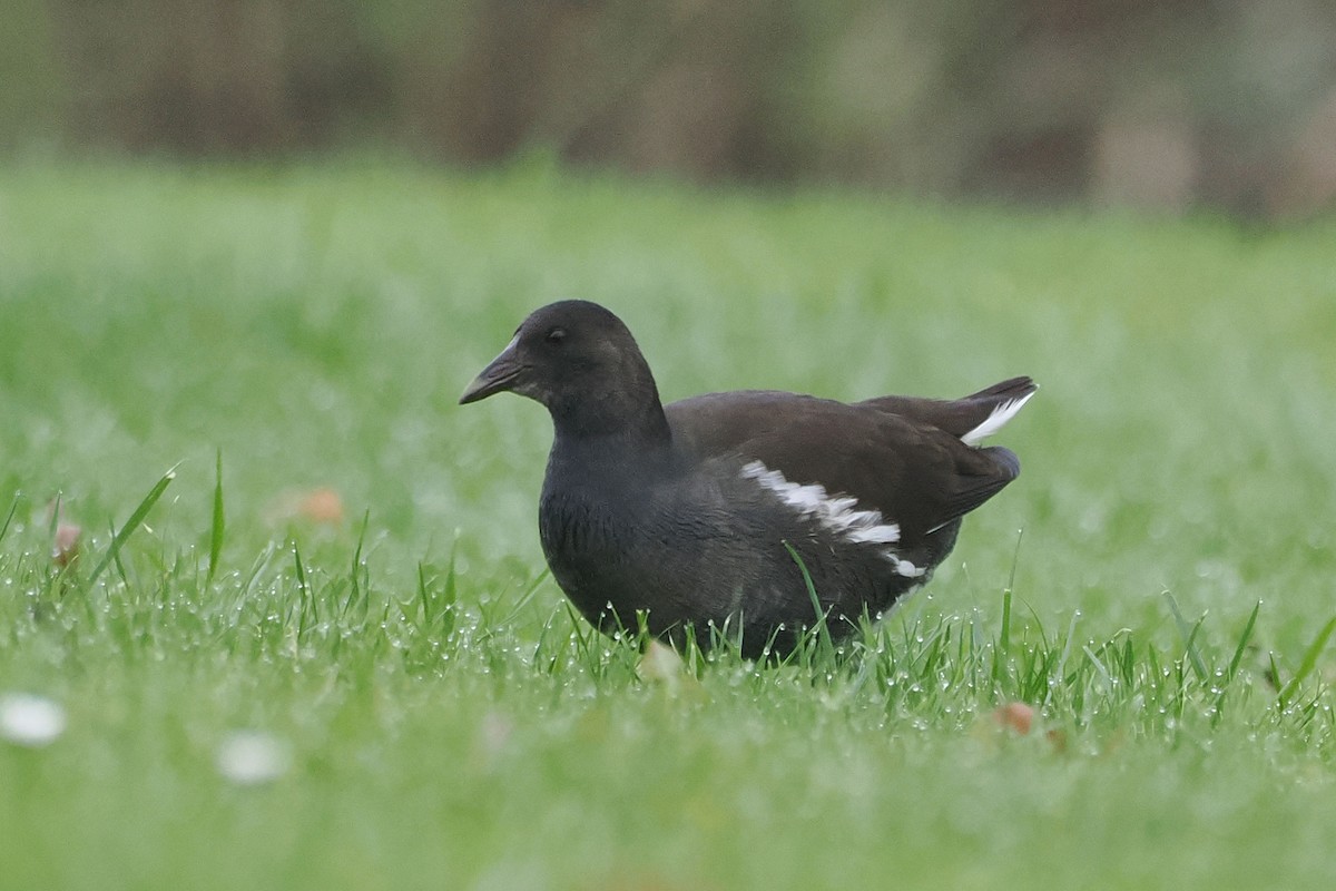 Eurasian Moorhen - ML646688945