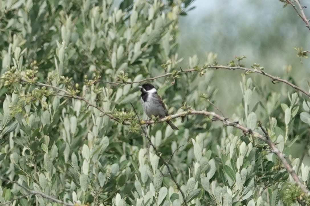 Reed Bunting - ML646688949