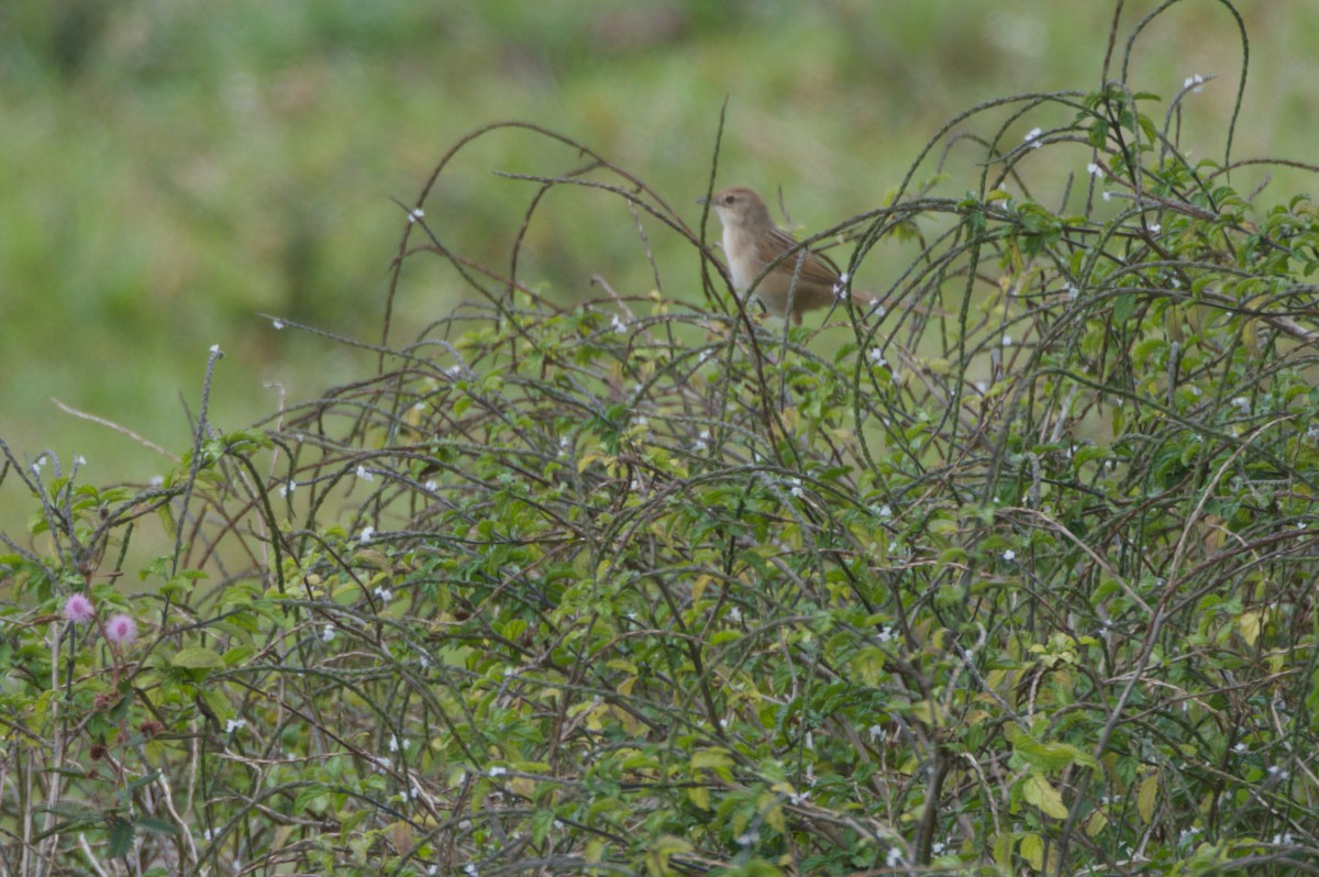 nymfesanger - ML646688965