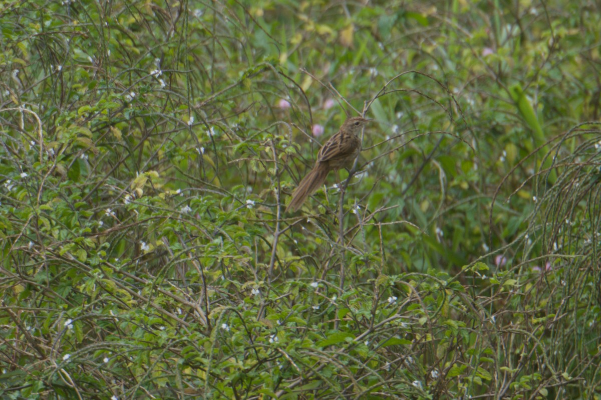 nymfesanger - ML646688966