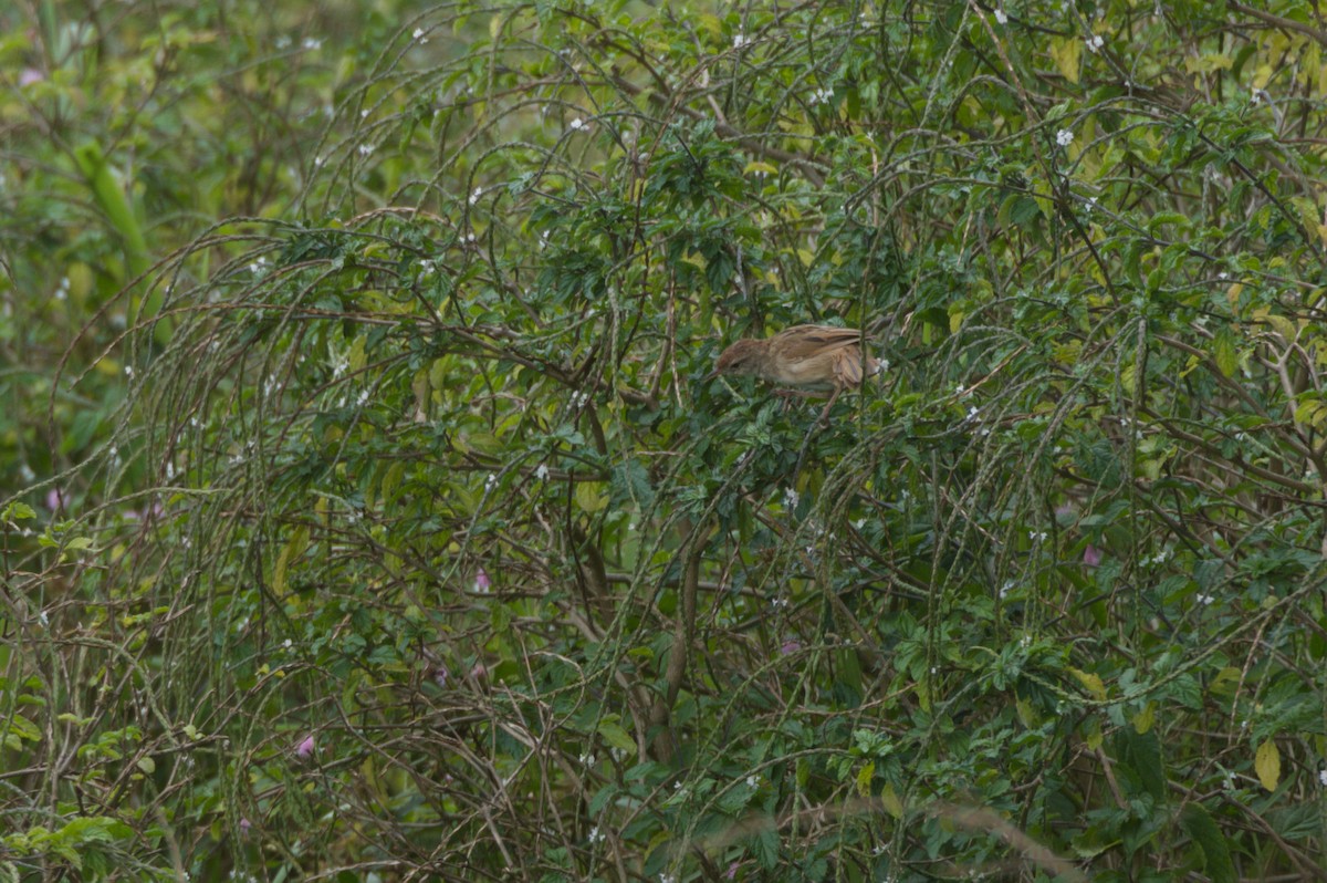 nymfesanger - ML646688967