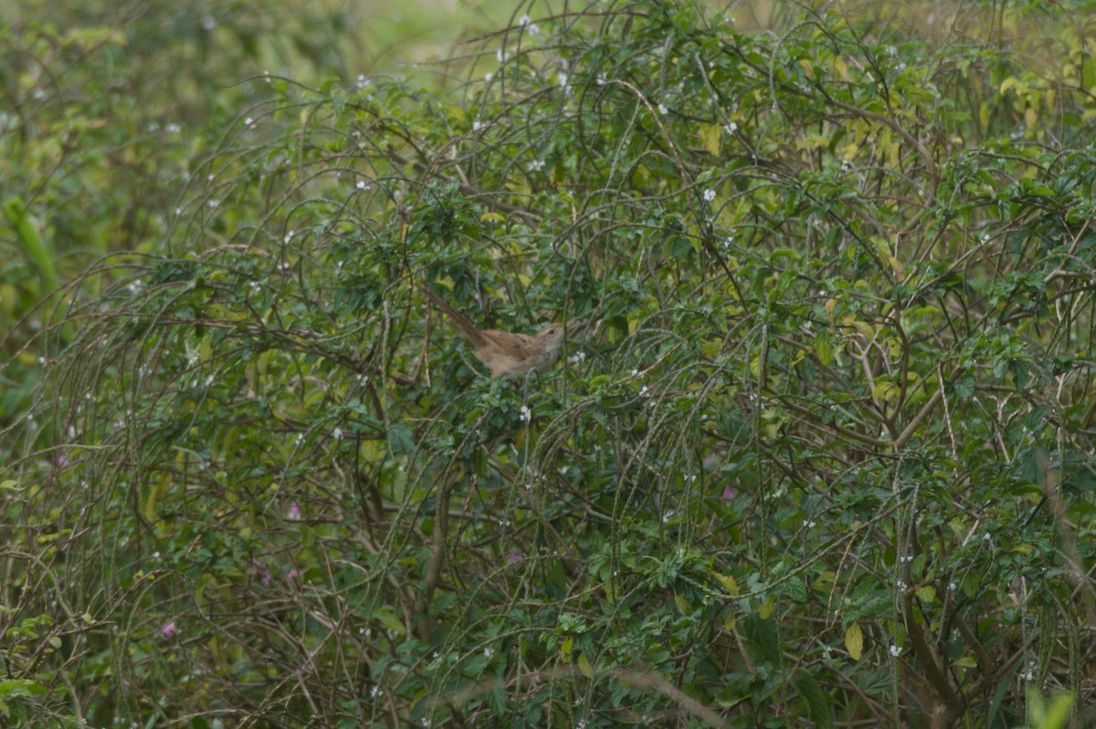 nymfesanger - ML646688968