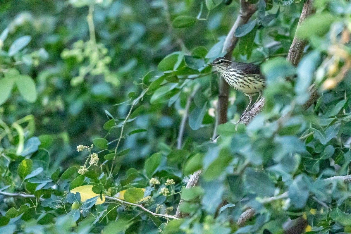 Northern Waterthrush - ML646688969