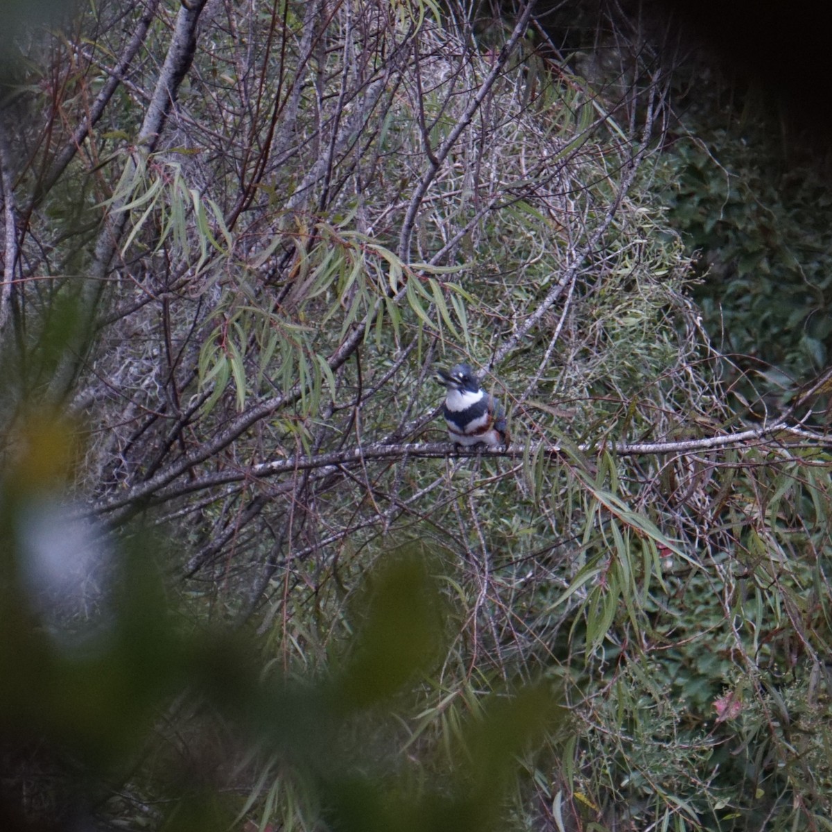 belteisfugl - ML646688971