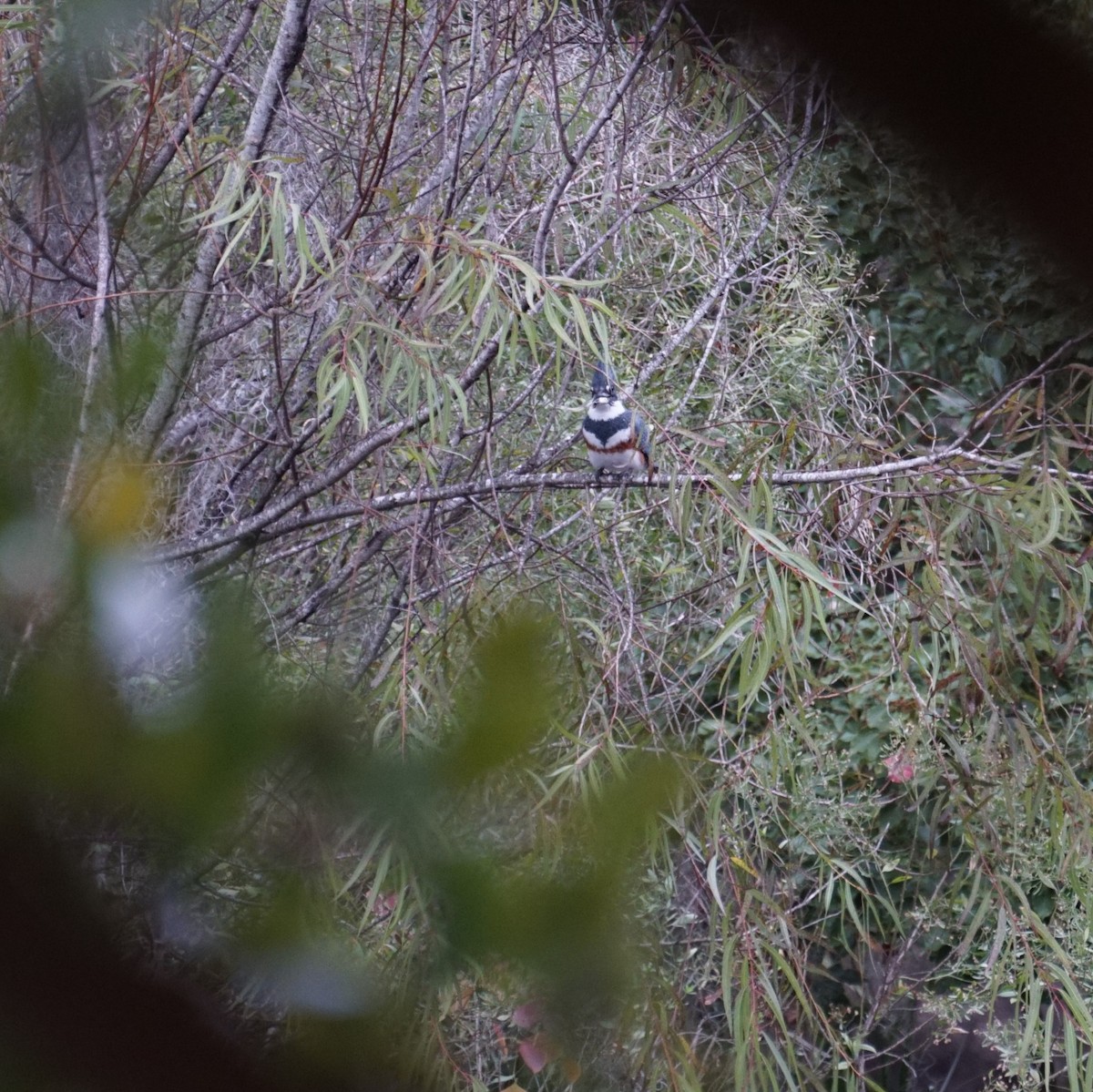 belteisfugl - ML646688972