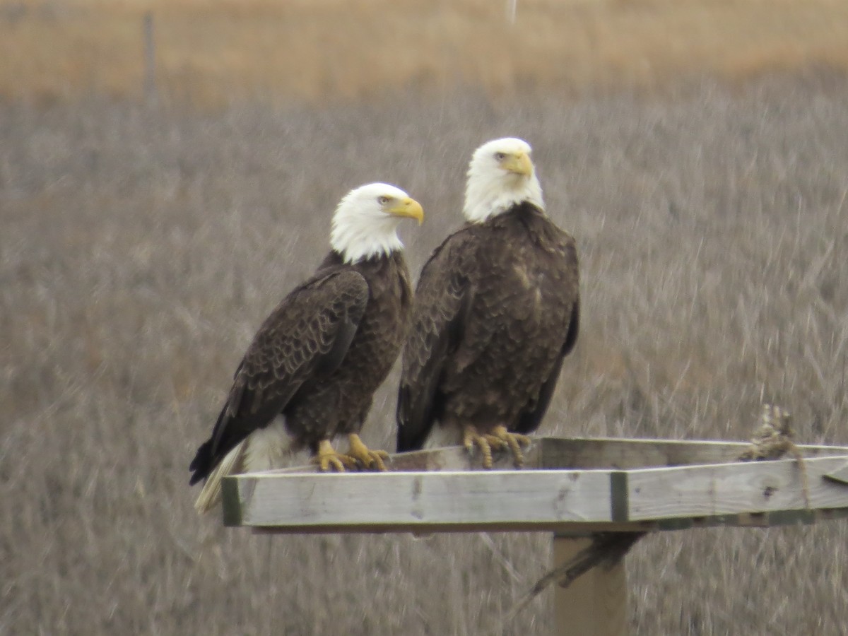 Ak Başlı Kartal - ML646688973