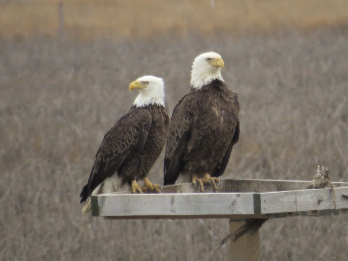 Ak Başlı Kartal - ML646688975