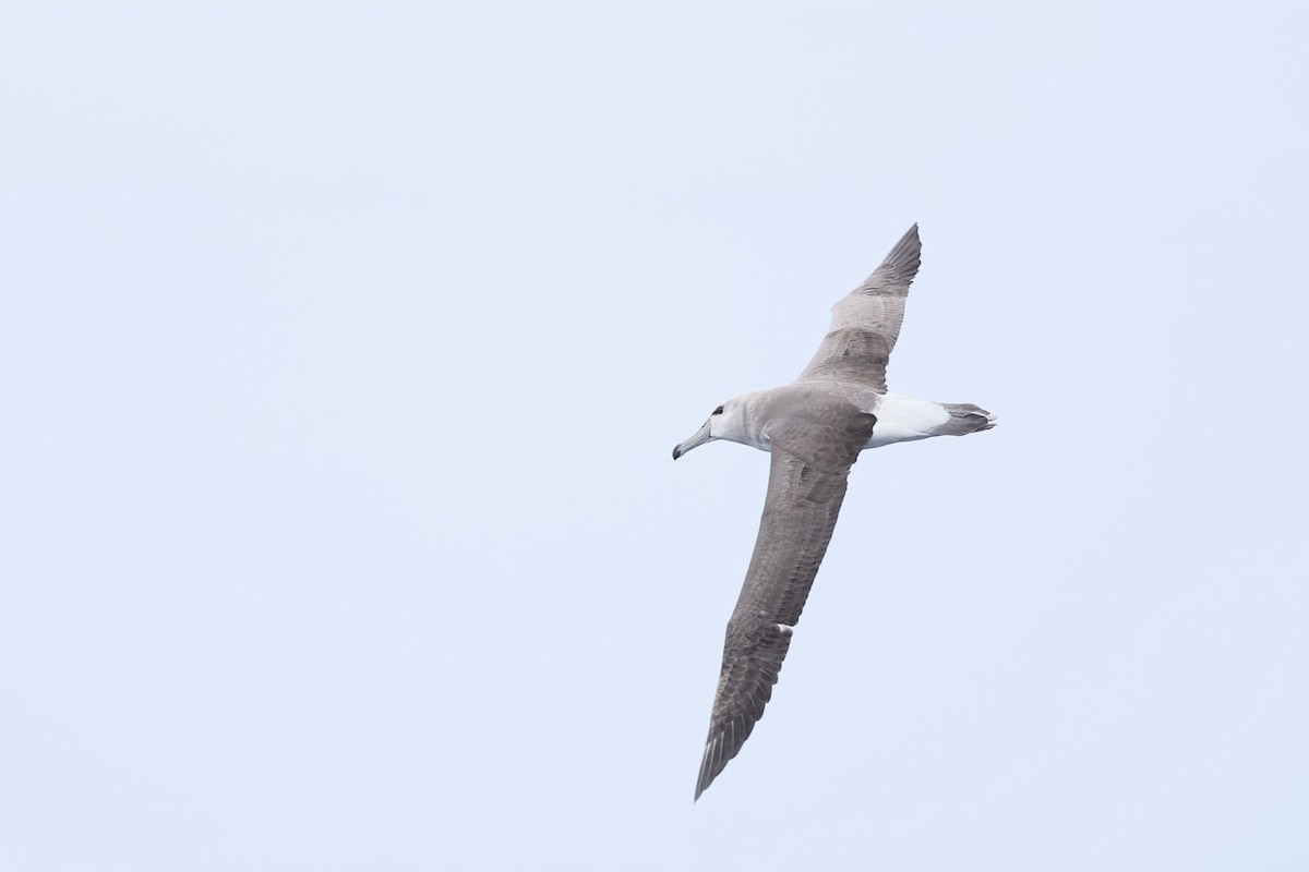 Albatros tasmaniarra - ML646688978
