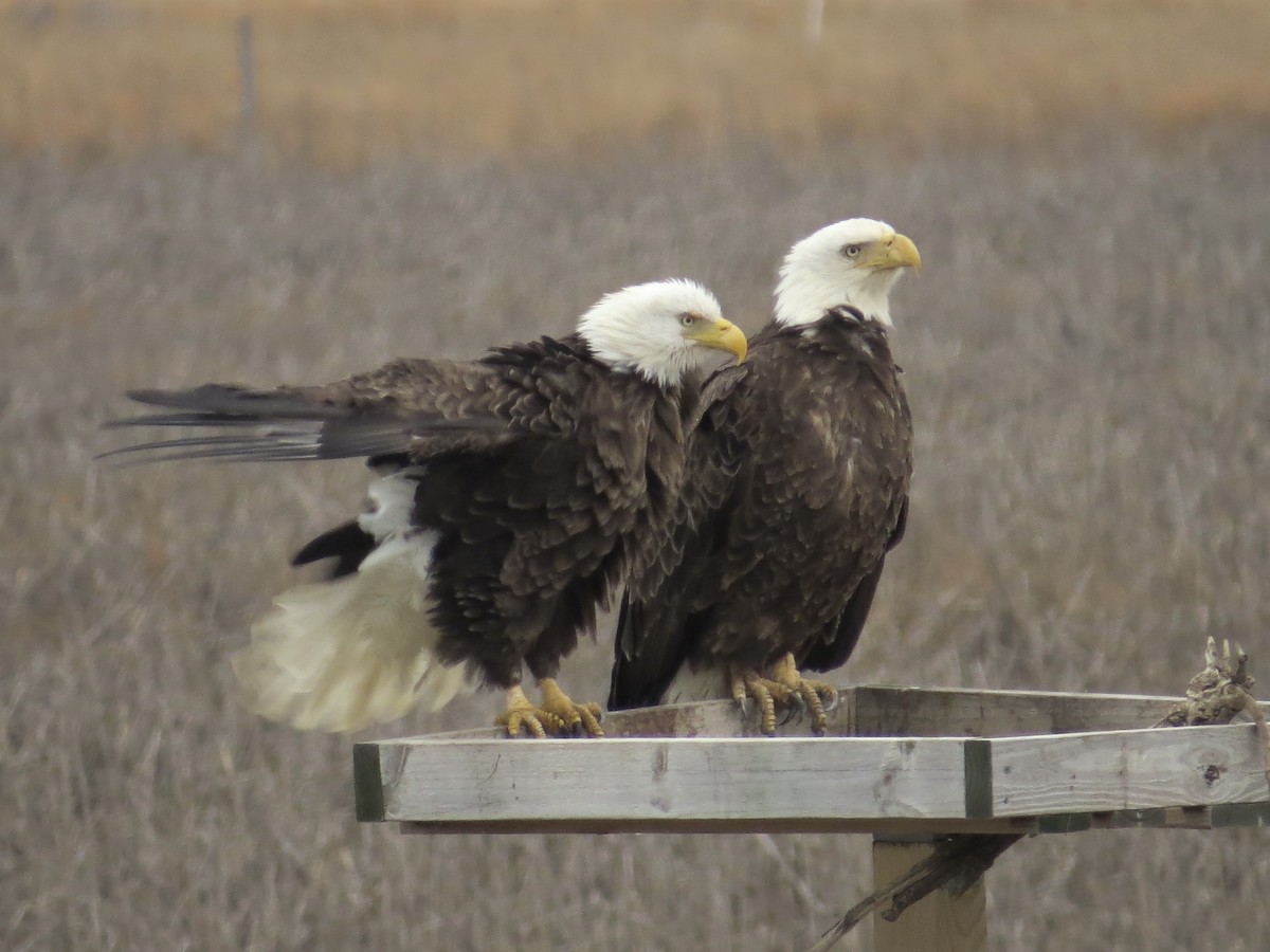 Ak Başlı Kartal - ML646688980