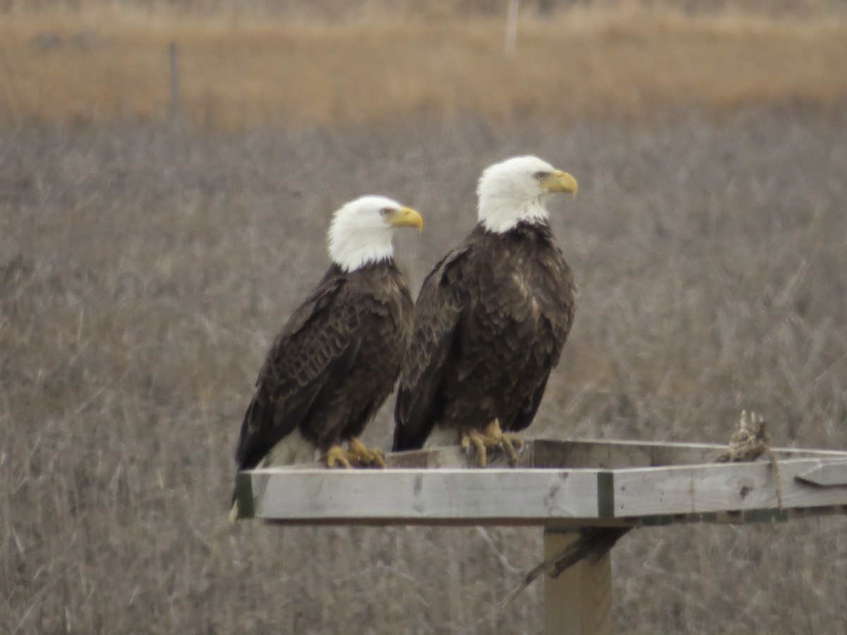 Ak Başlı Kartal - ML646688981