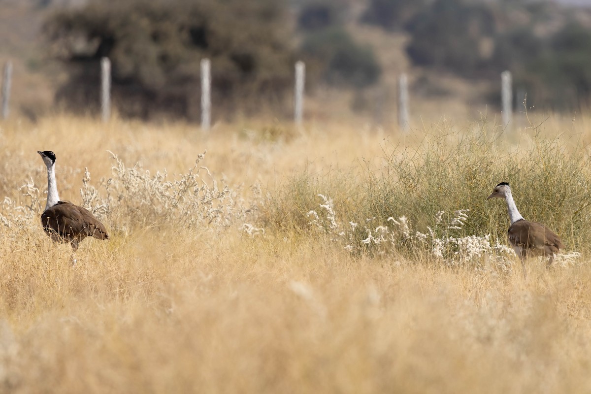 Great Indian Bustard - ML646688982