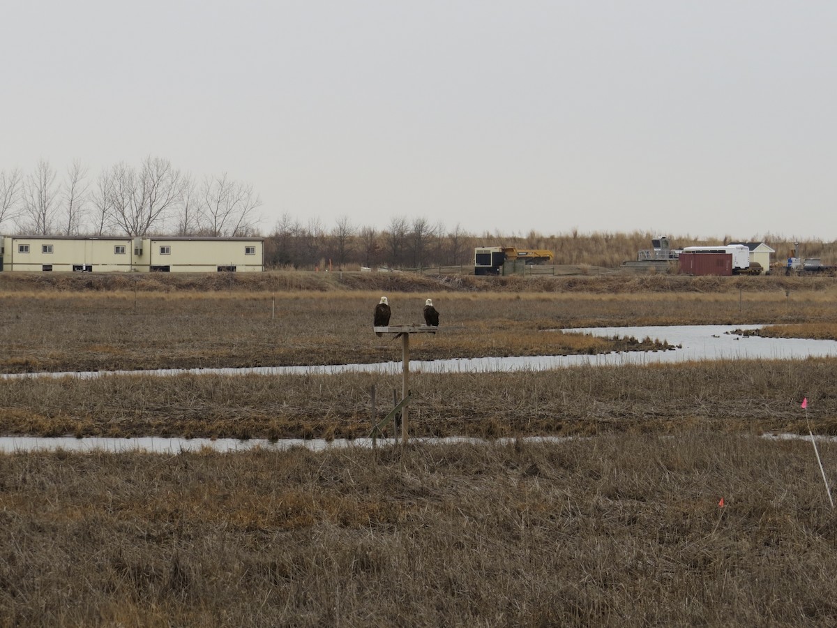 Ak Başlı Kartal - ML646688983