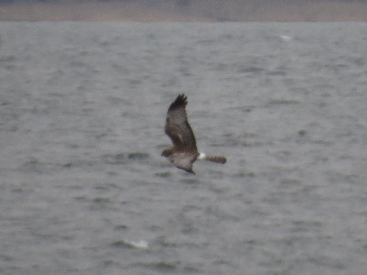 Amerika Delicesi - ML646688985