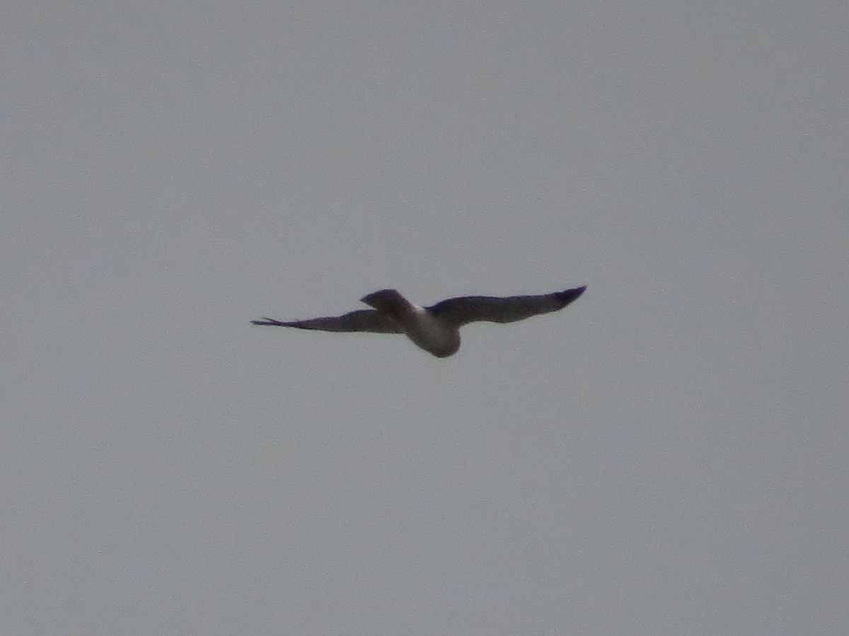 Northern Harrier - ML646688989