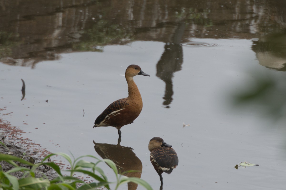 Wandering Whistling-Duck - ML646688990