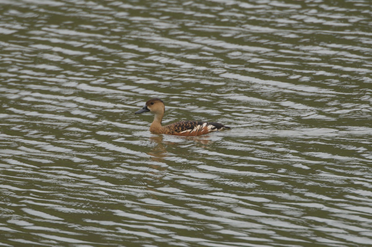 Wandering Whistling-Duck - ML646688991