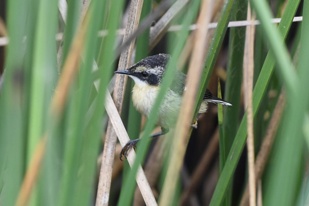 Many-colored Rush Tyrant - ML646688992