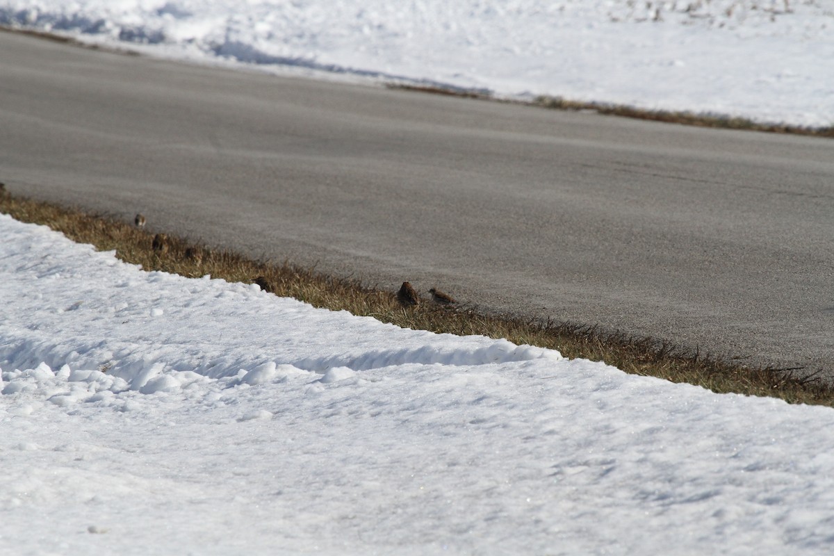 Snow Bunting - ML646688996