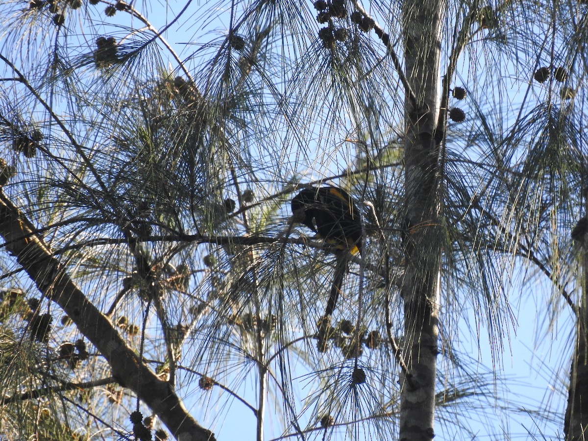 Puerto Rican Oriole - ML646688999