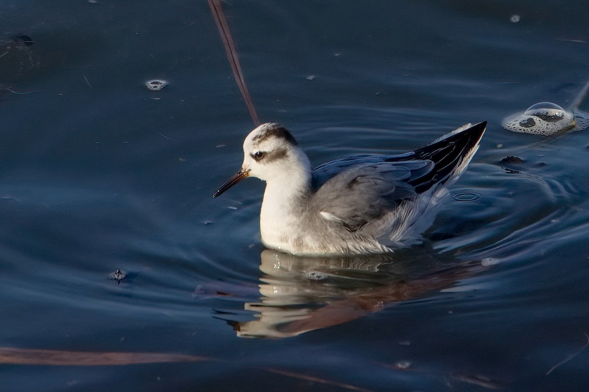 Red Phalarope - ML646689000