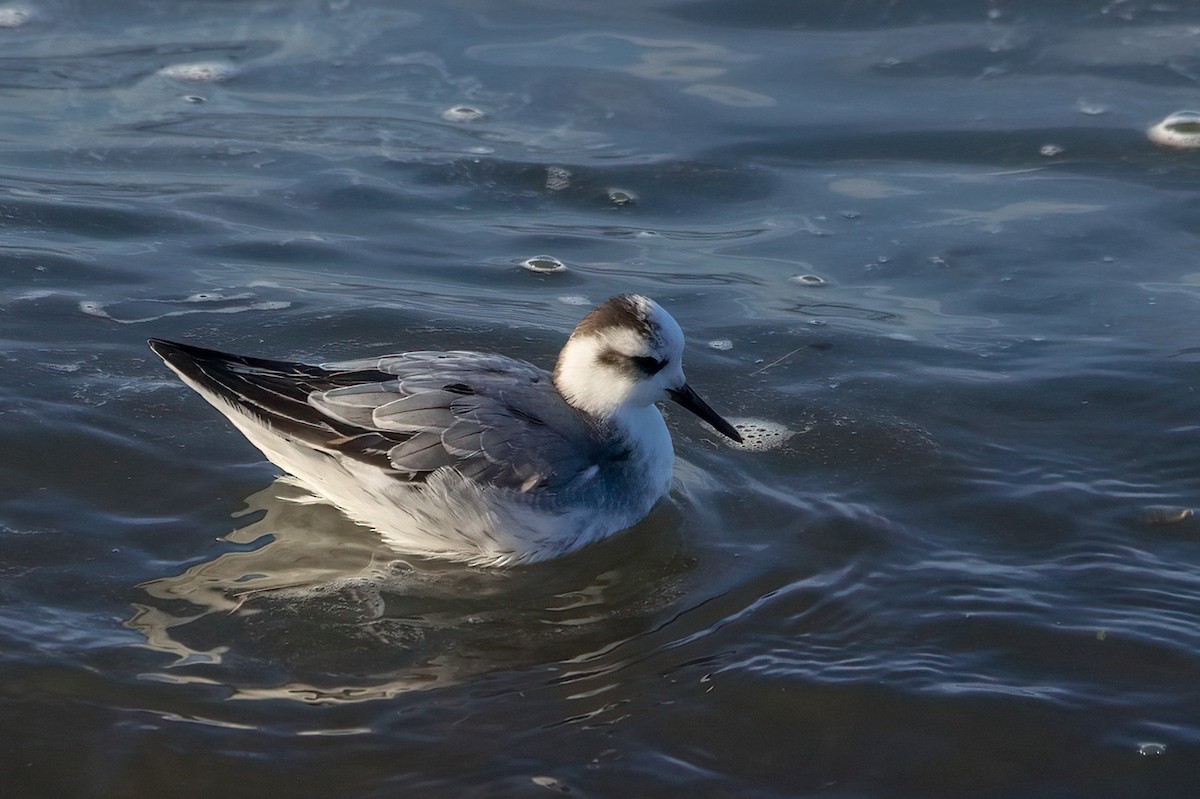 Red Phalarope - ML646689001