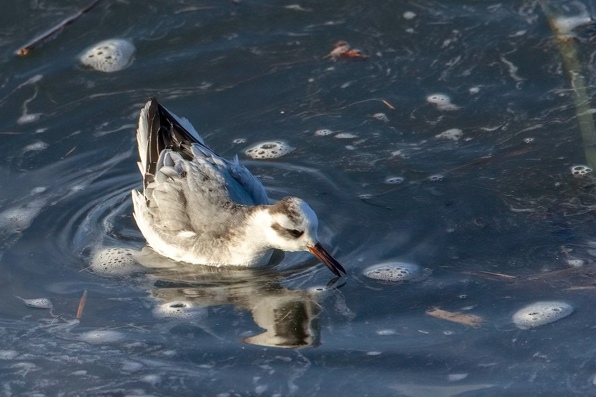 Red Phalarope - ML646689002