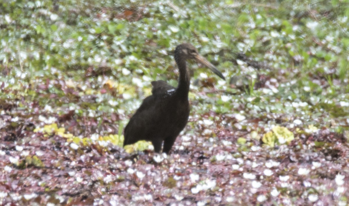 Limpkin (Brown-backed) - ML646689003