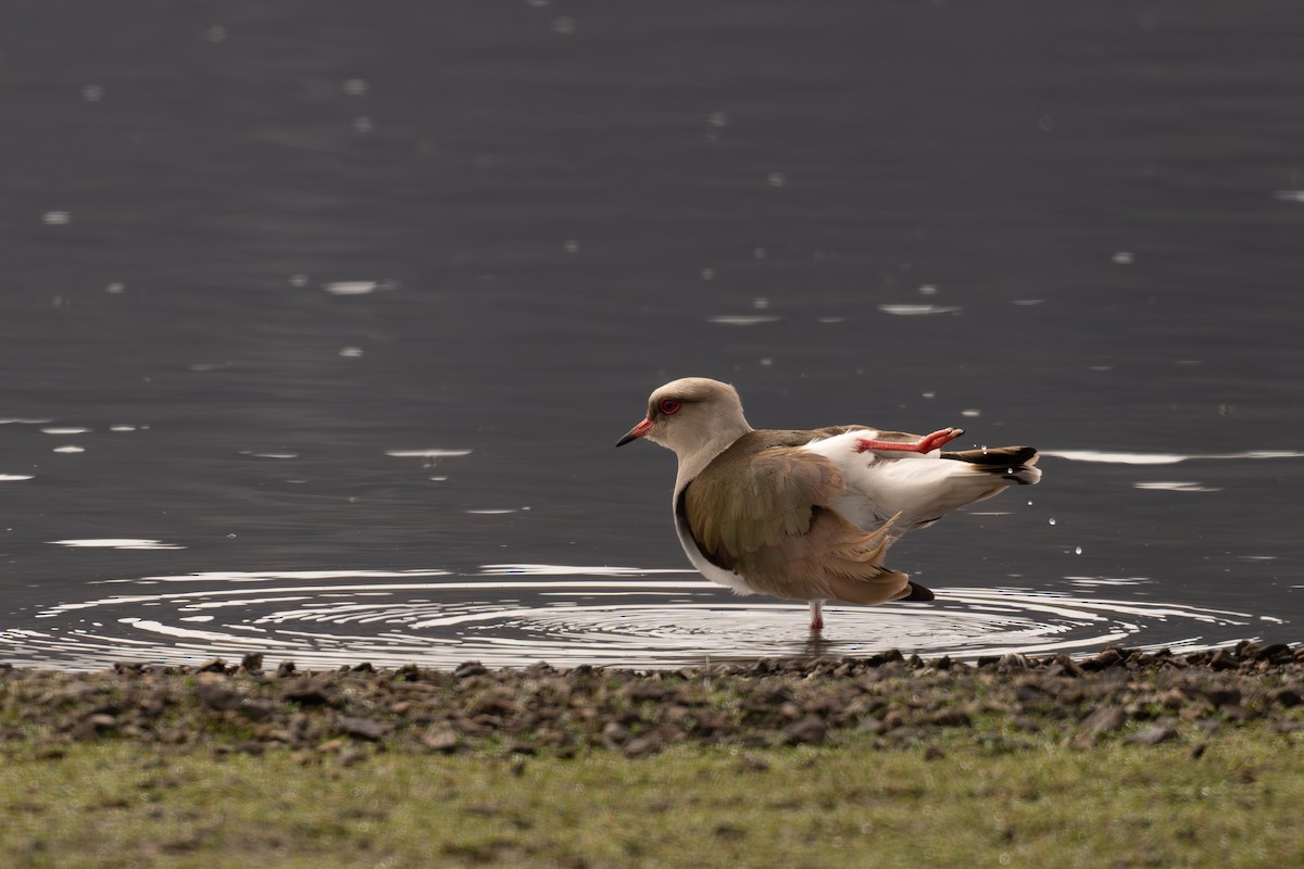 Andean Lapwing - ML646689004