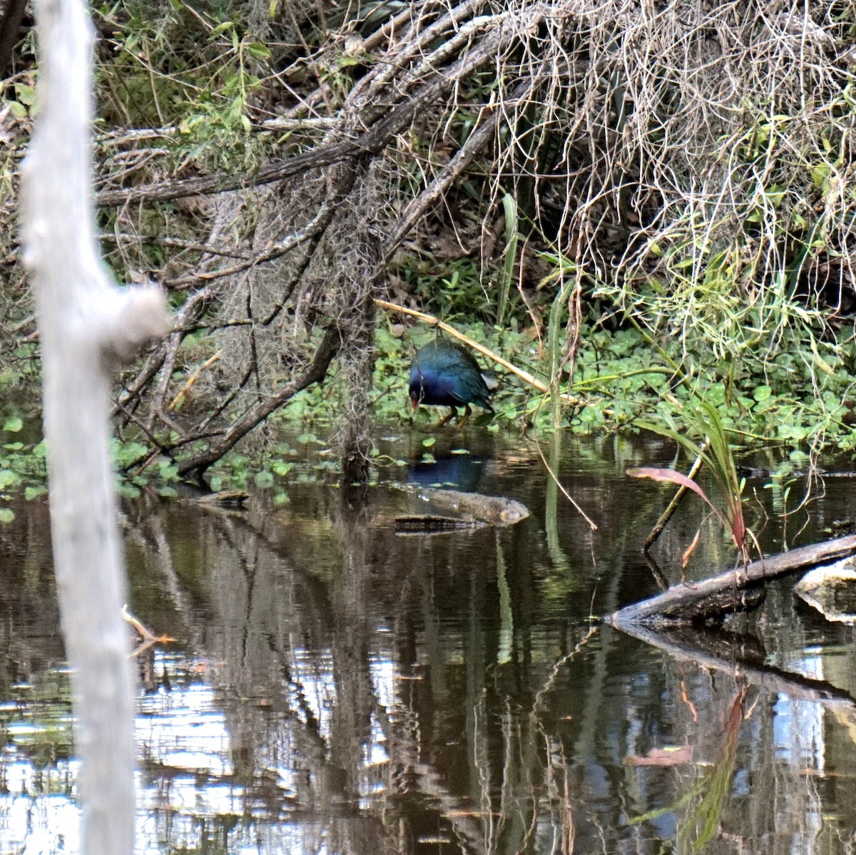 Purple Gallinule - ML646689005