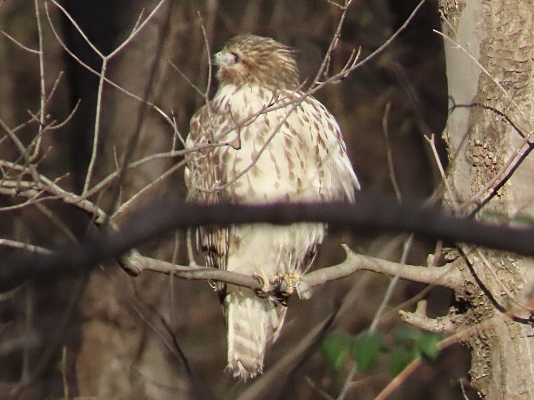 Red-shouldered Hawk - ML646689007