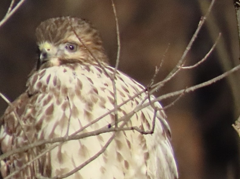 Red-shouldered Hawk - ML646689008