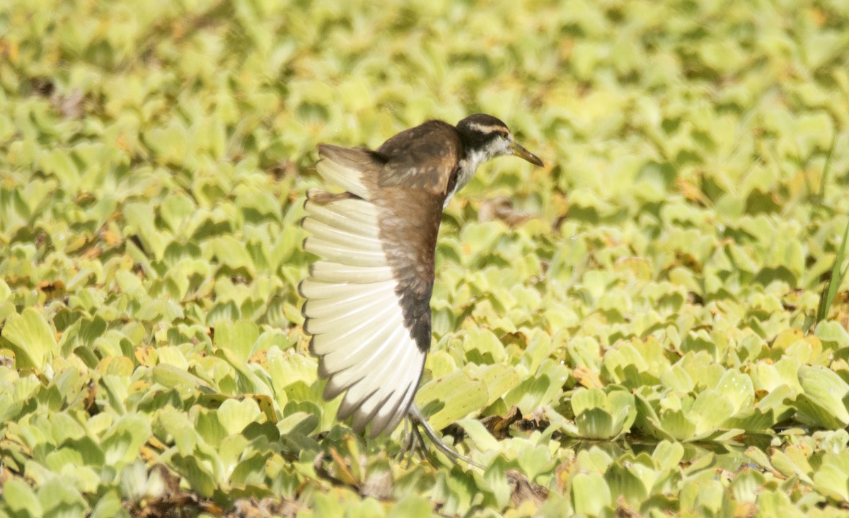 Wattled Jacana (Chestnut-backed) - ML646689010