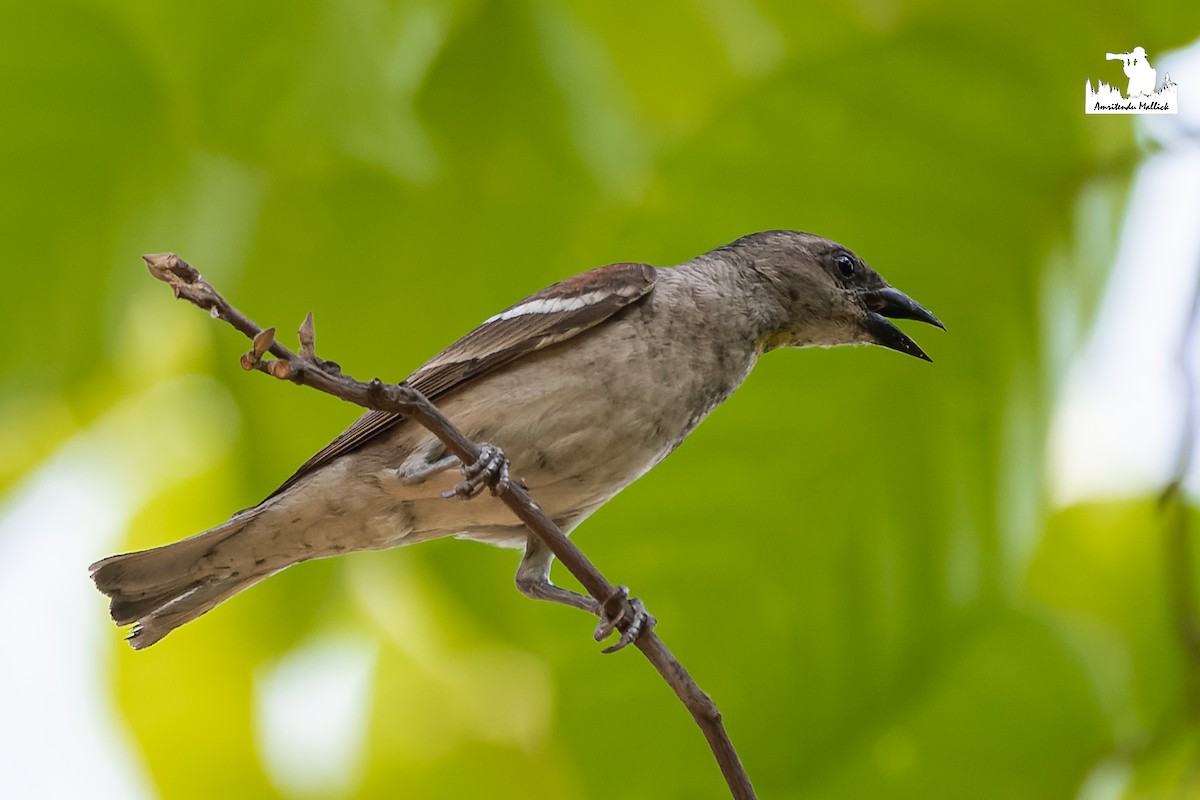 Yellow-throated Sparrow - ML646689011
