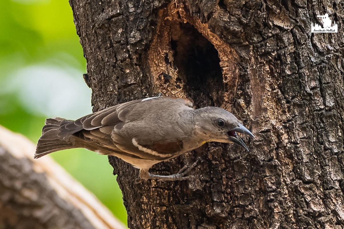 Yellow-throated Sparrow - ML646689012