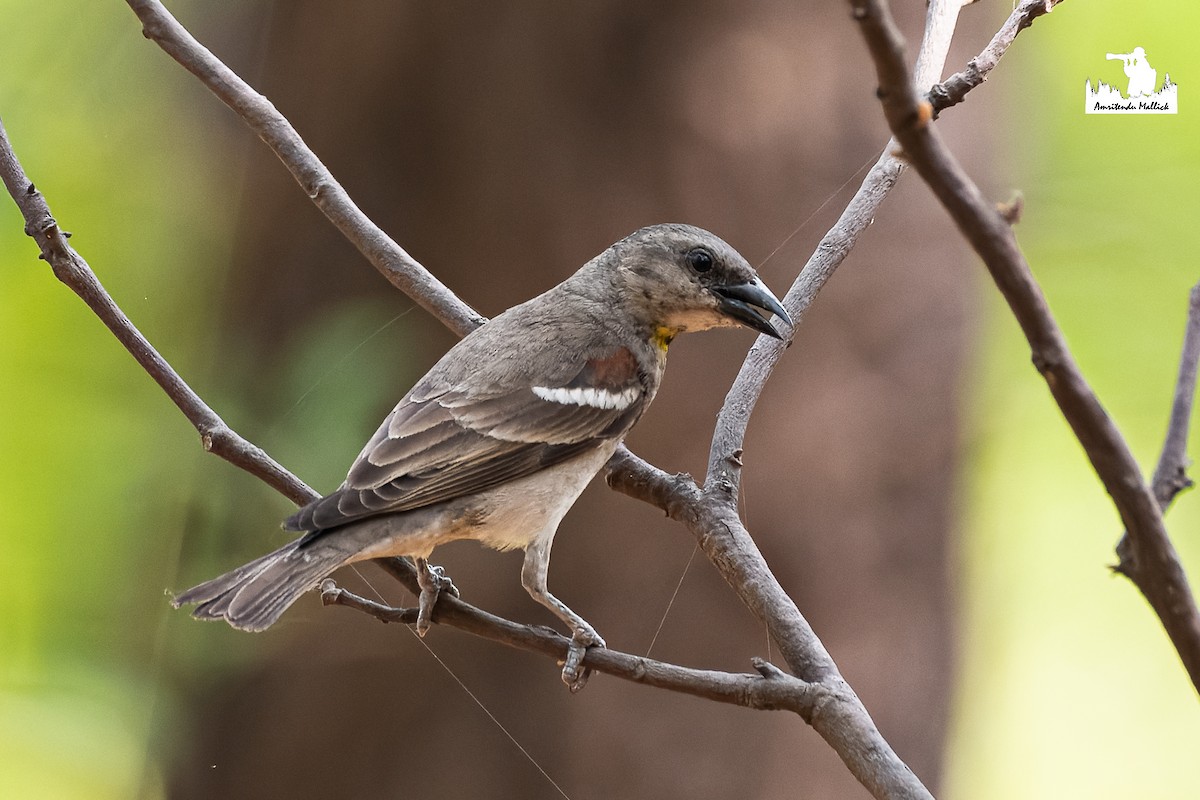 Yellow-throated Sparrow - ML646689013