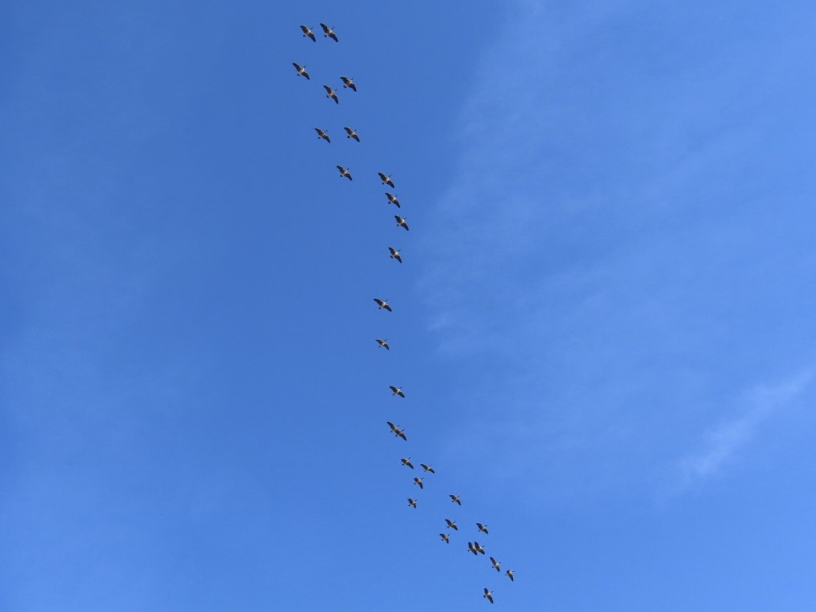 Canada Goose - ML646689014