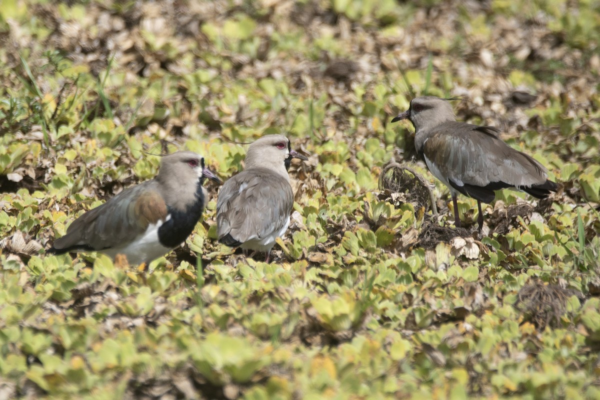Southern Lapwing (lampronotus) - ML646689015