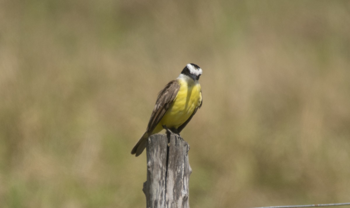 Great Kiskadee - ML646689017