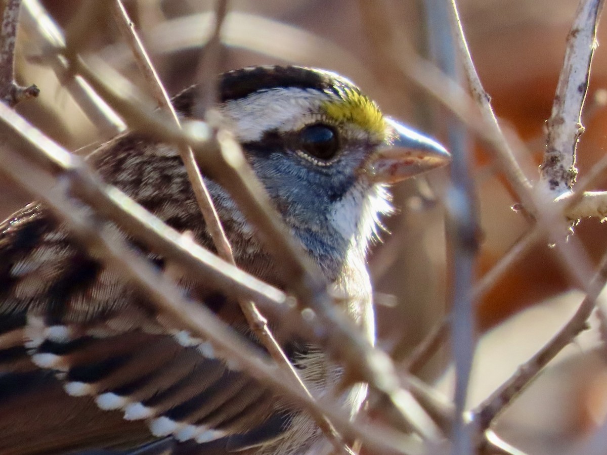 White-throated Sparrow - ML646689019