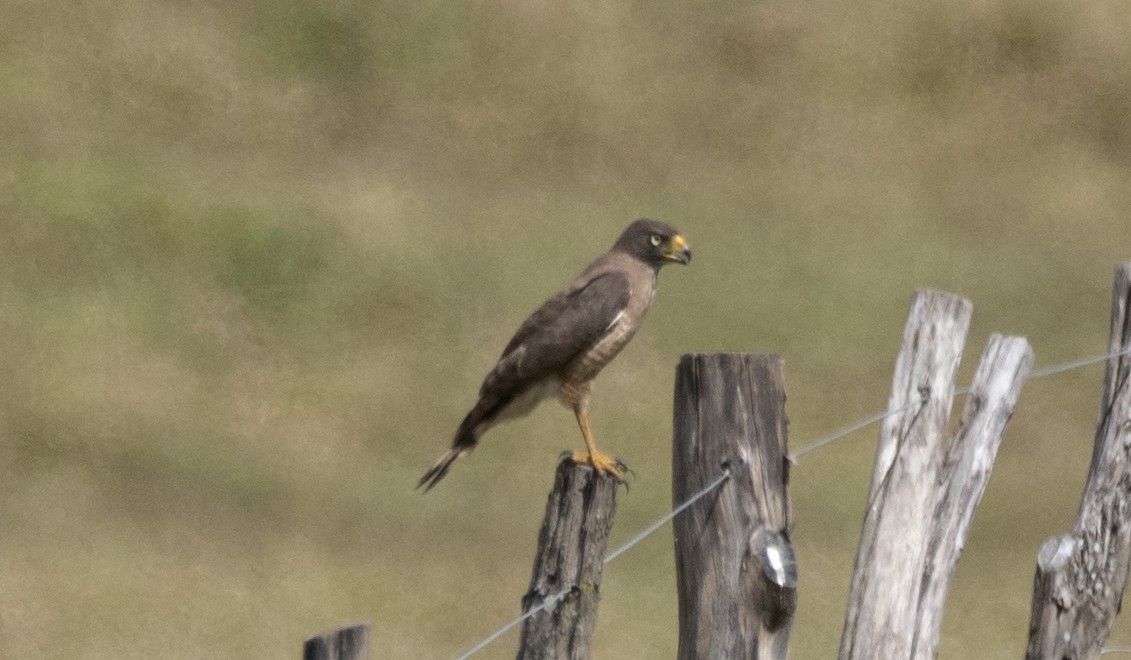 Roadside Hawk - ML646689022