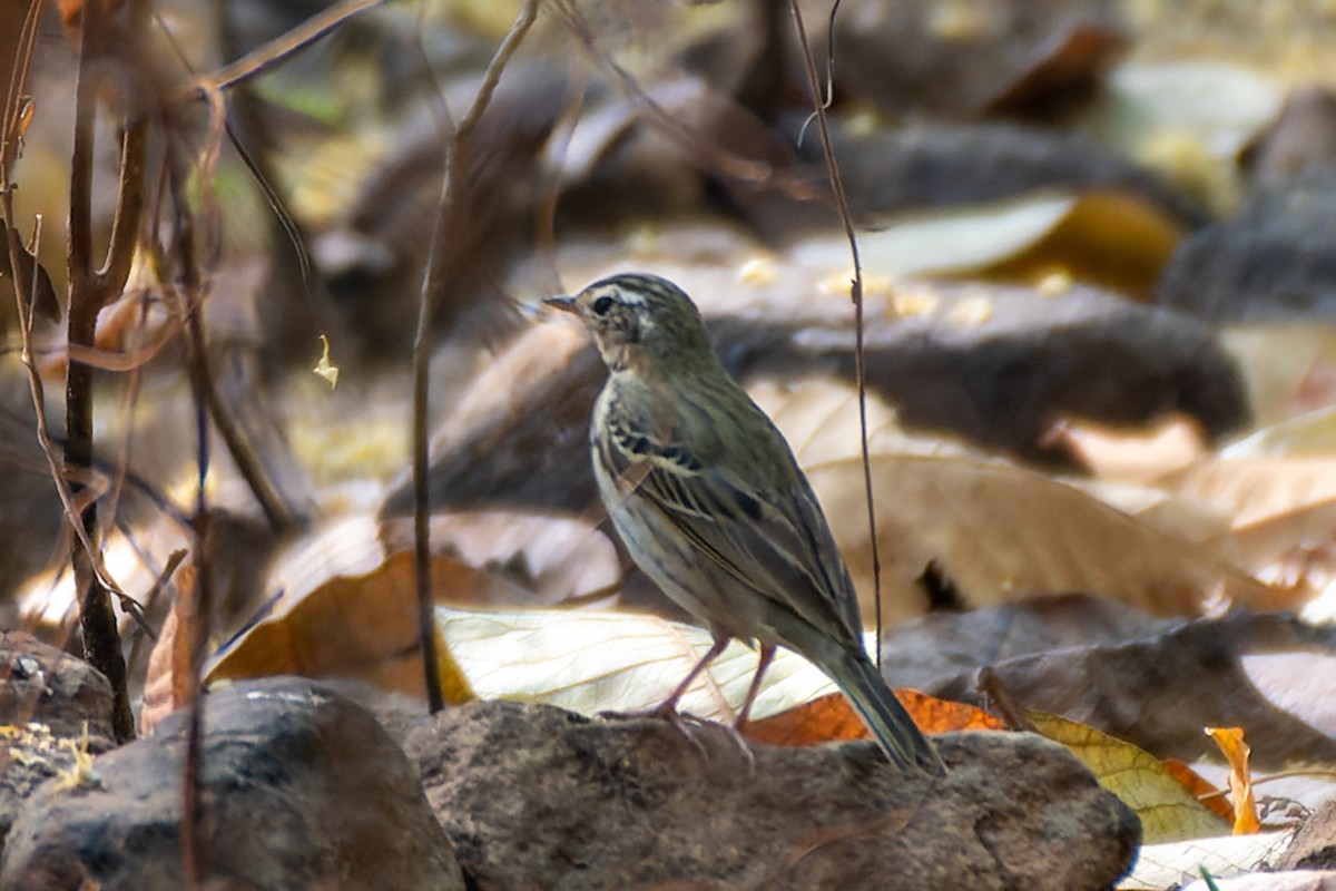 Olive-backed Pipit - ML646689023