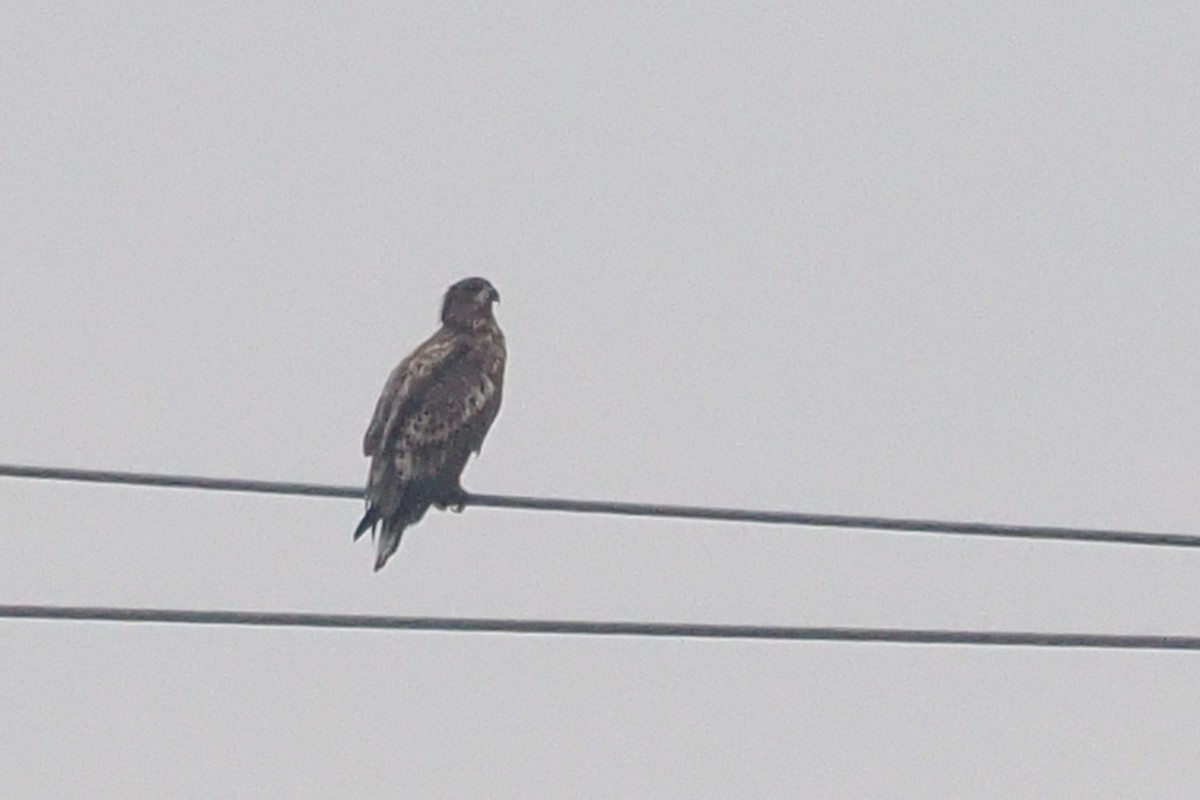 White-tailed Eagle - ML646689024