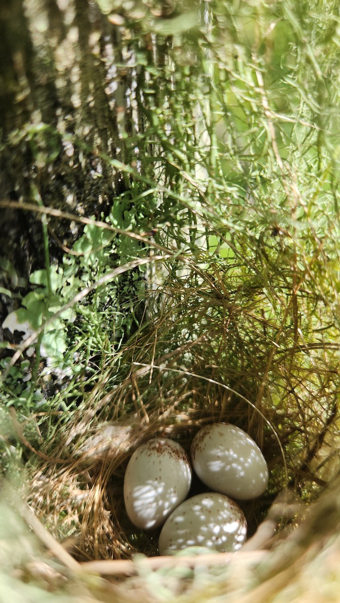 Tropical Parula - ML646689025